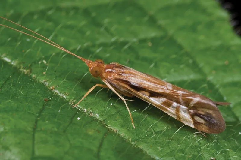 Caddisflies